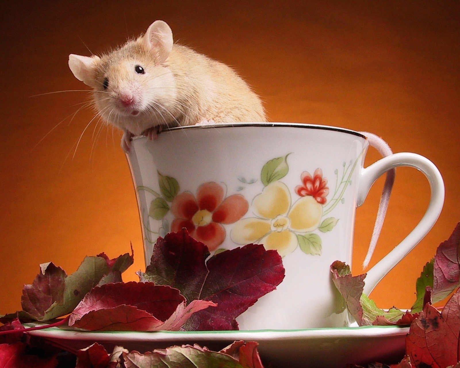 Das Mouse In Teapot Wallpaper 1600x1280