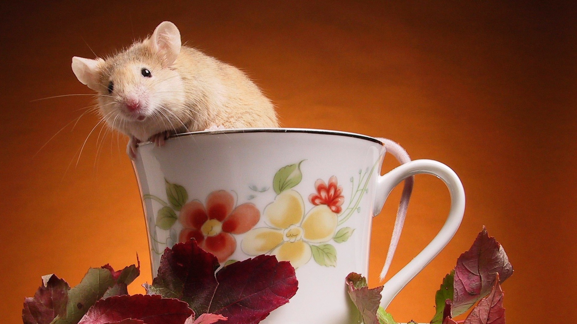 Обои Mouse In Teapot 1920x1080