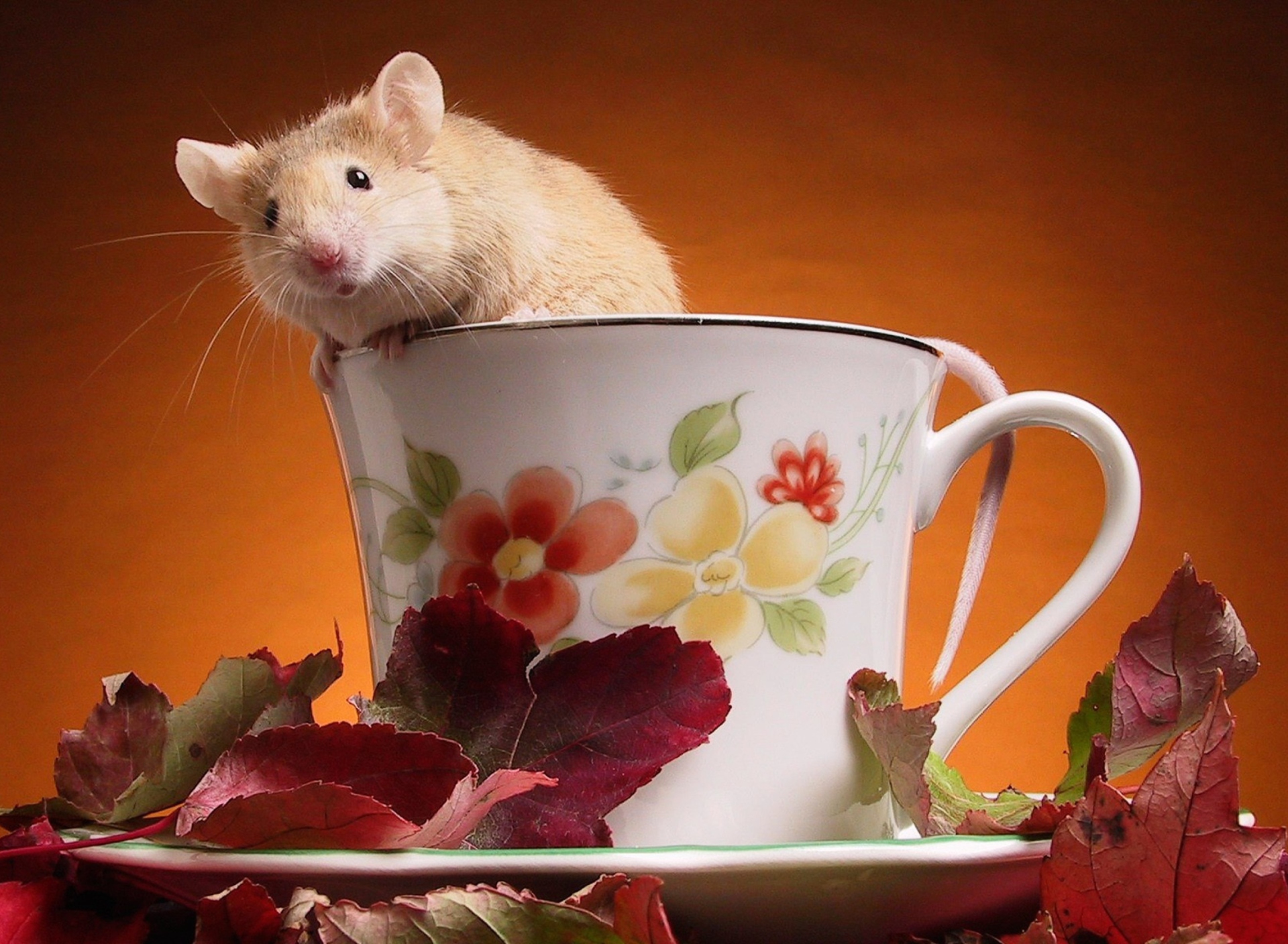 Обои Mouse In Teapot 1920x1408