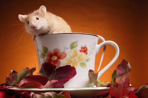 Mouse In Teapot wallpaper 480x320