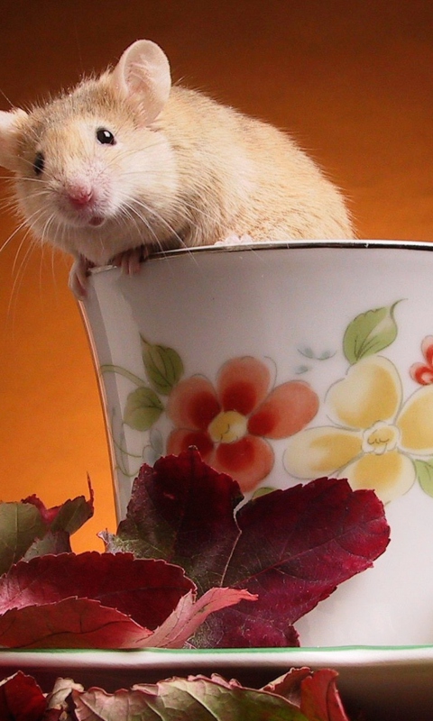 Mouse In Teapot wallpaper 480x800