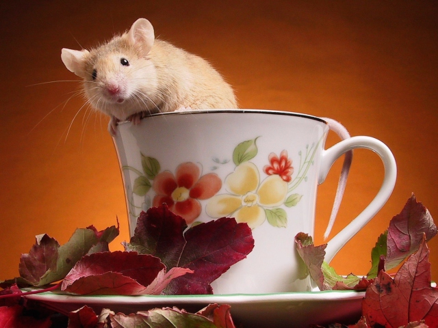 Das Mouse In Teapot Wallpaper 640x480