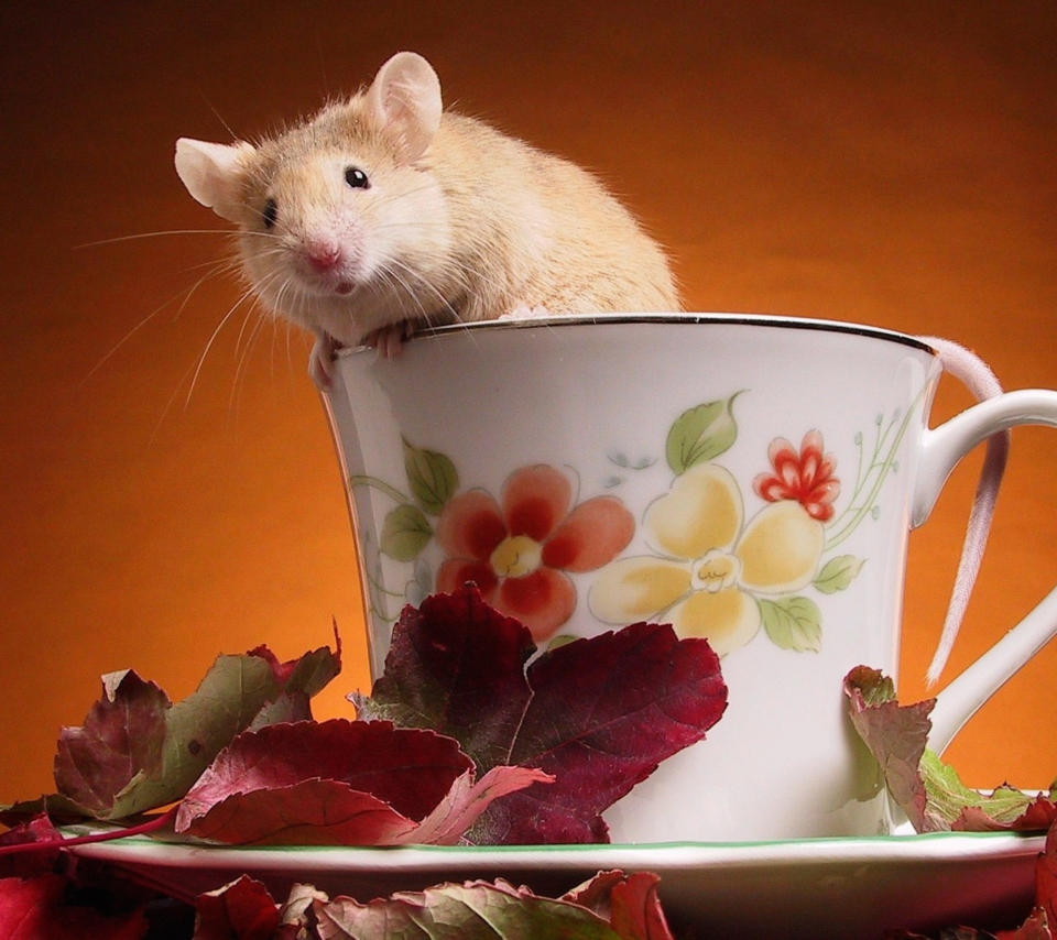 Mouse In Teapot wallpaper 960x854