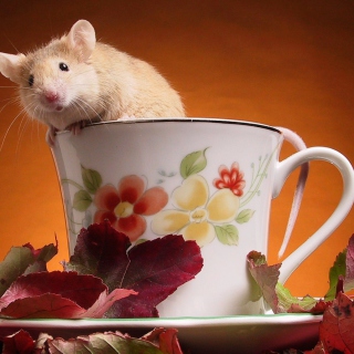 Kostenloses Mouse In Teapot Wallpaper für 1024x1024