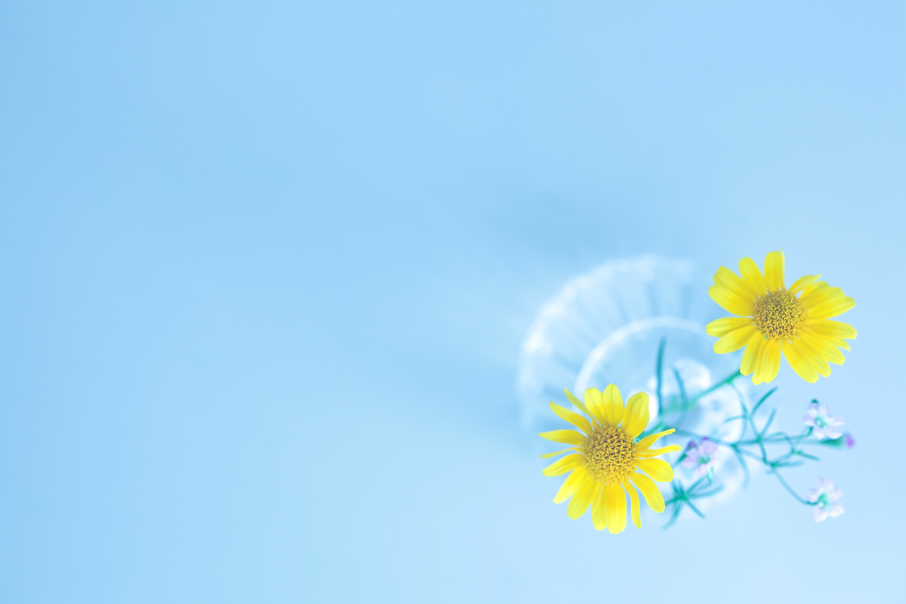 Simple flower in vase wallpaper 2880x1920