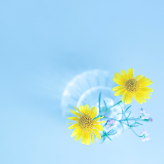 Simple flower in vase sfondi gratuiti per 1024x1024