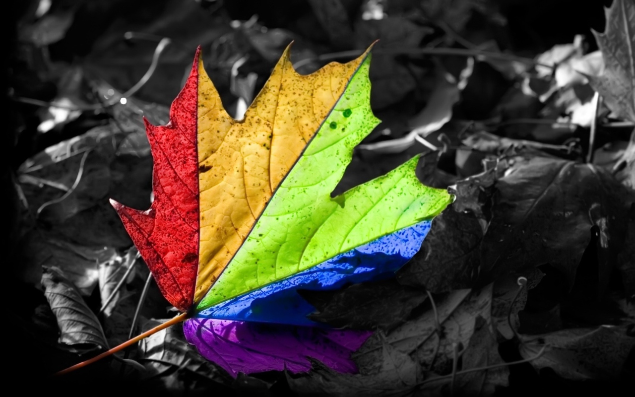 Screenshot №1 pro téma Colorful Leaf 1280x800