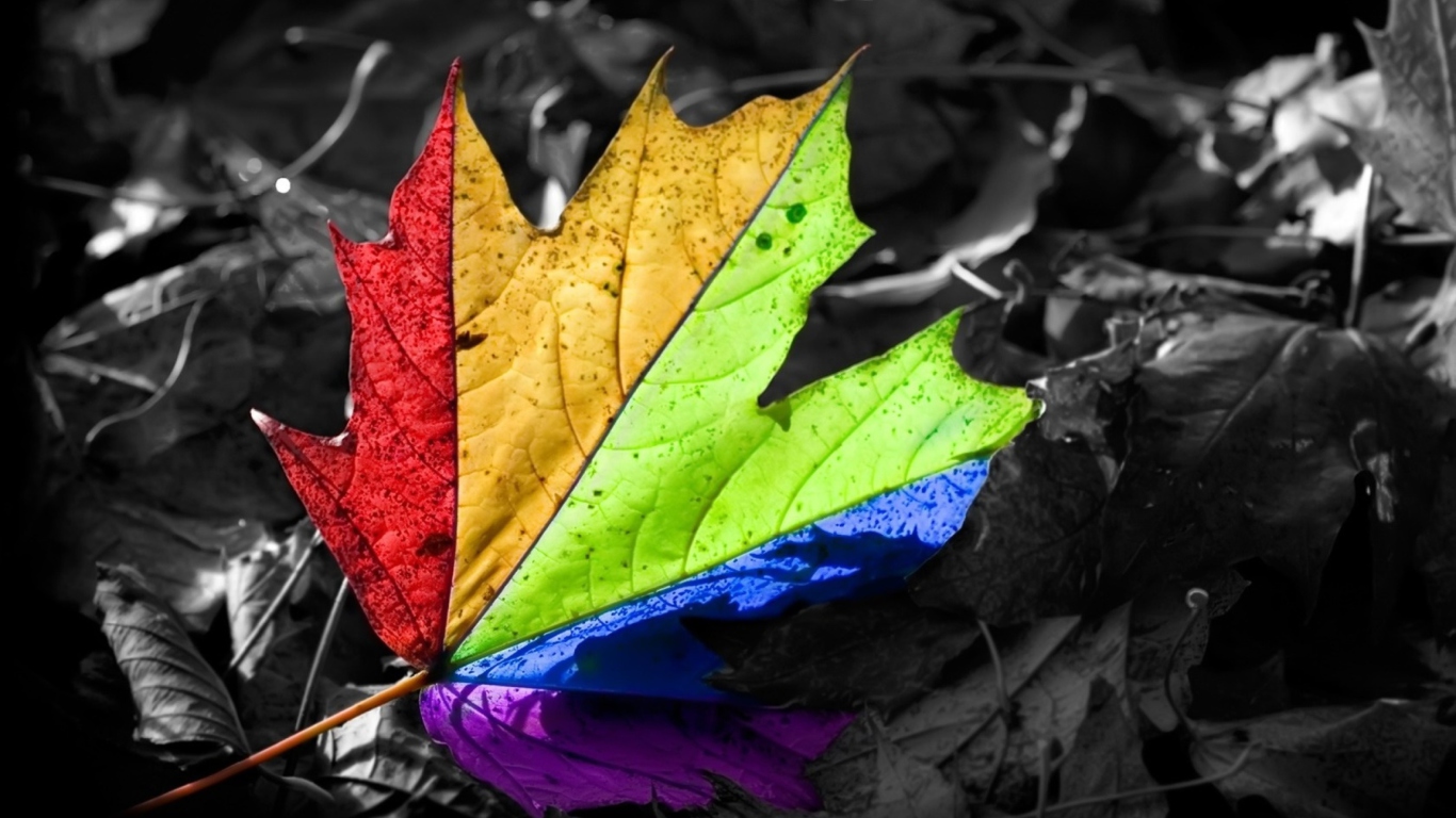 Colorful Leaf wallpaper 1366x768