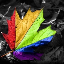 Fondo de pantalla Colorful Leaf 208x208