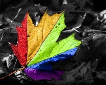 Colorful Leaf wallpaper 220x176