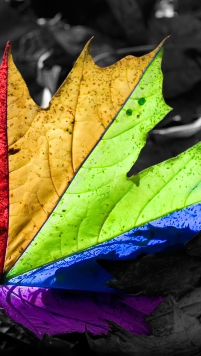 Colorful Leaf wallpaper 640x1136