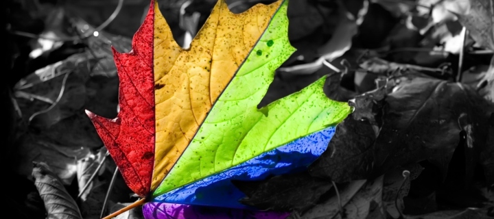 Colorful Leaf wallpaper 720x320