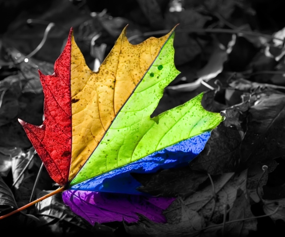 Sfondi Colorful Leaf 960x800