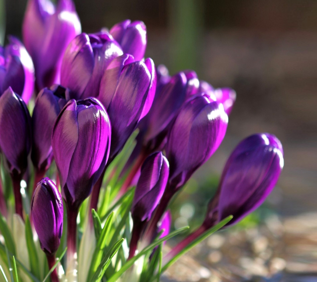 Spring Purple Crocus wallpaper 1080x960