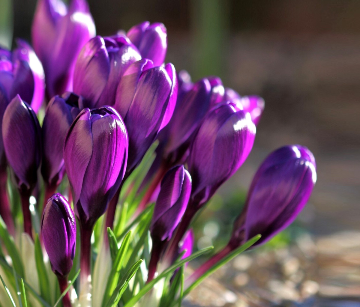 Spring Purple Crocus wallpaper 1200x1024