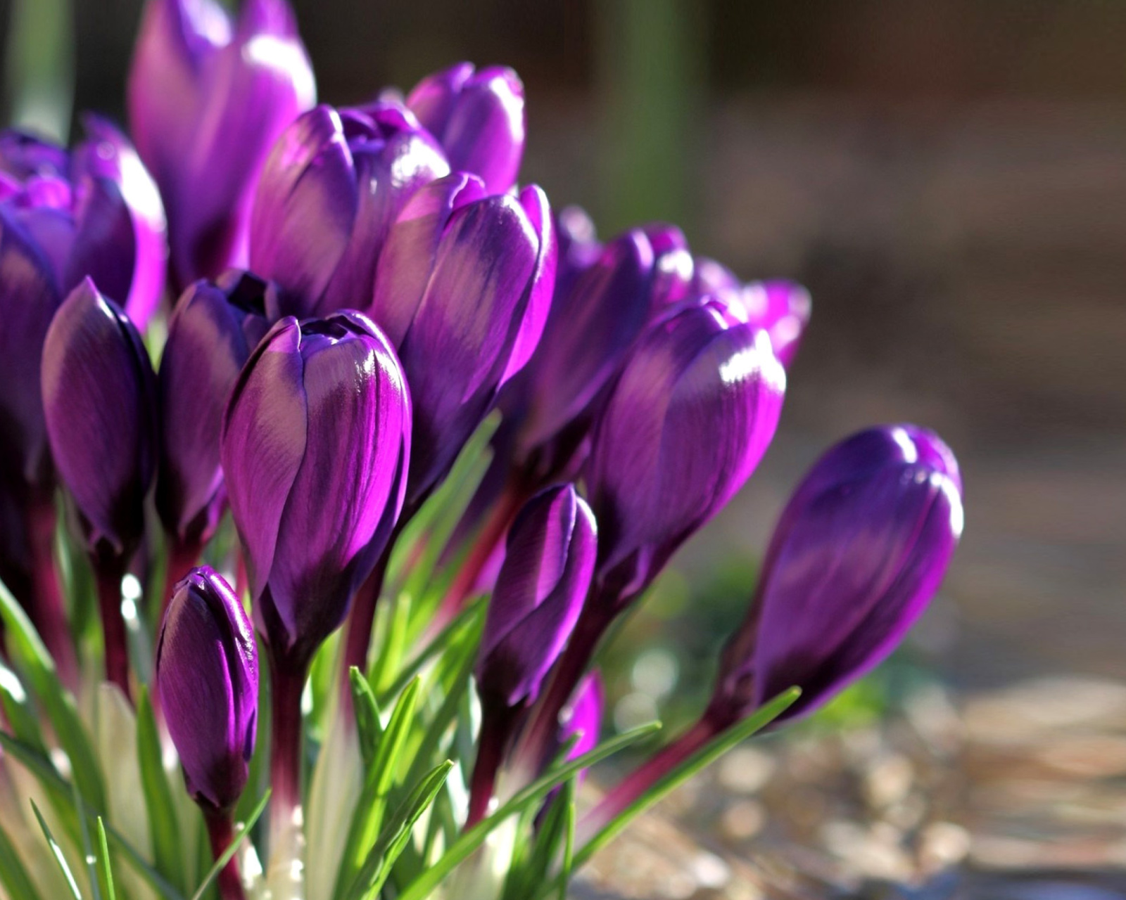 Das Spring Purple Crocus Wallpaper 1600x1280