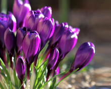 Sfondi Spring Purple Crocus 220x176
