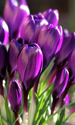 Spring Purple Crocus screenshot #1 240x400