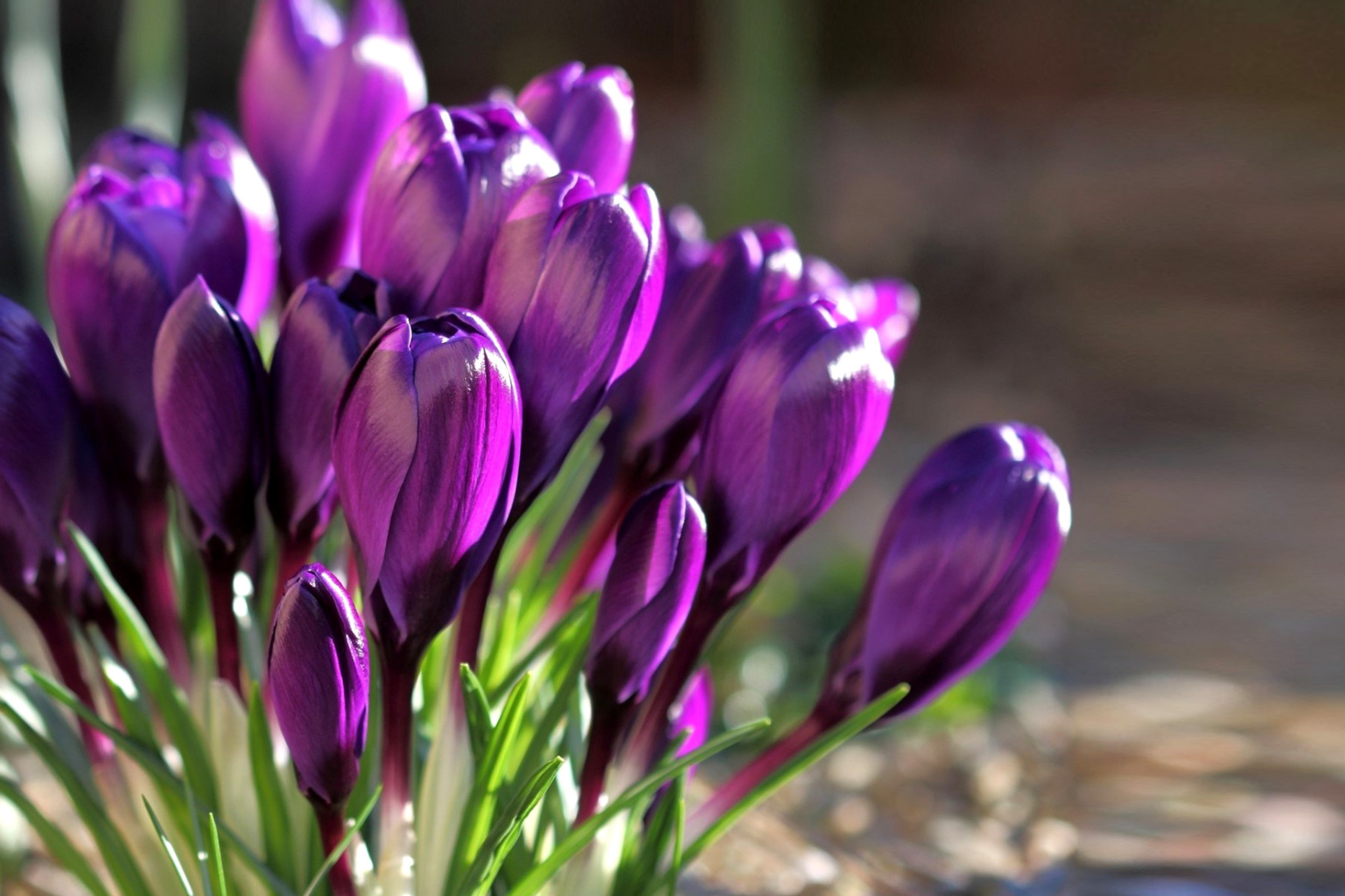 Das Spring Purple Crocus Wallpaper 2880x1920