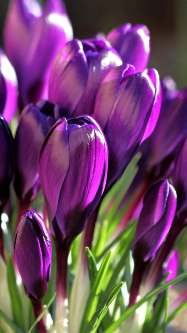 Spring Purple Crocus screenshot #1 640x1136