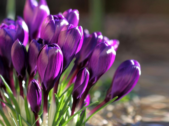 Spring Purple Crocus screenshot #1 640x480