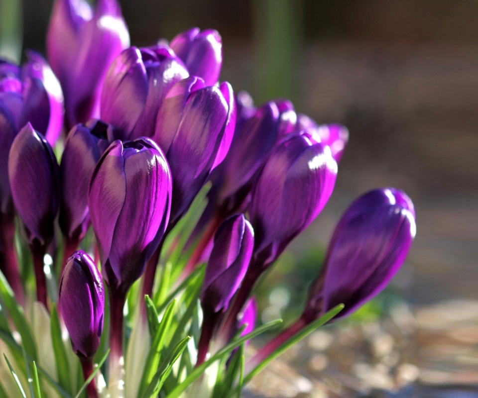 Spring Purple Crocus wallpaper 960x800