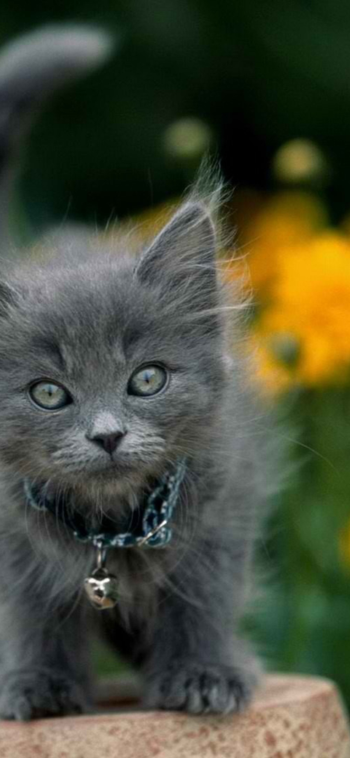 Fondo de pantalla Little Blue Kitten With Necklace 1170x2532