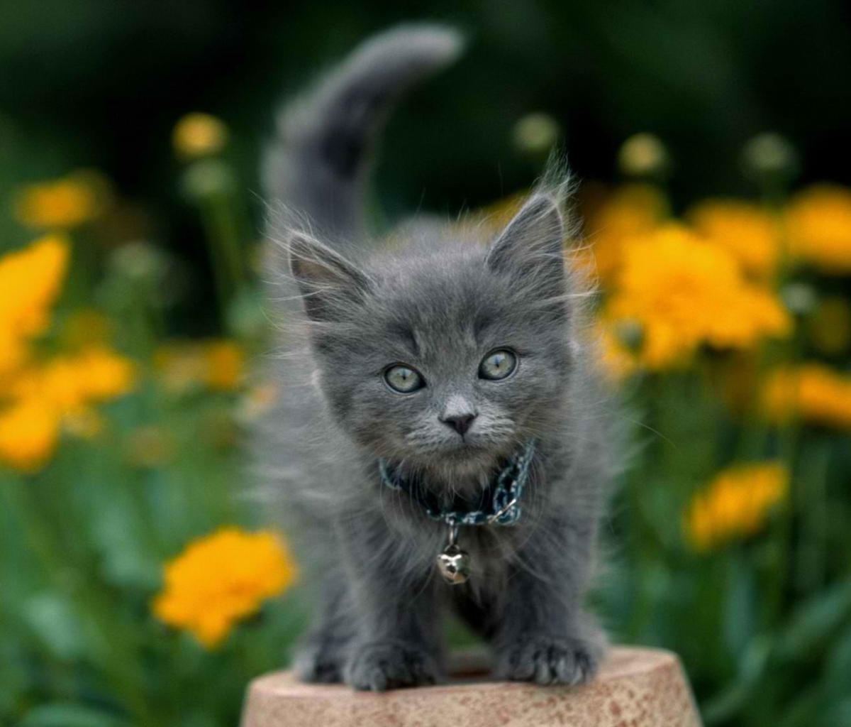 Sfondi Little Blue Kitten With Necklace 1200x1024