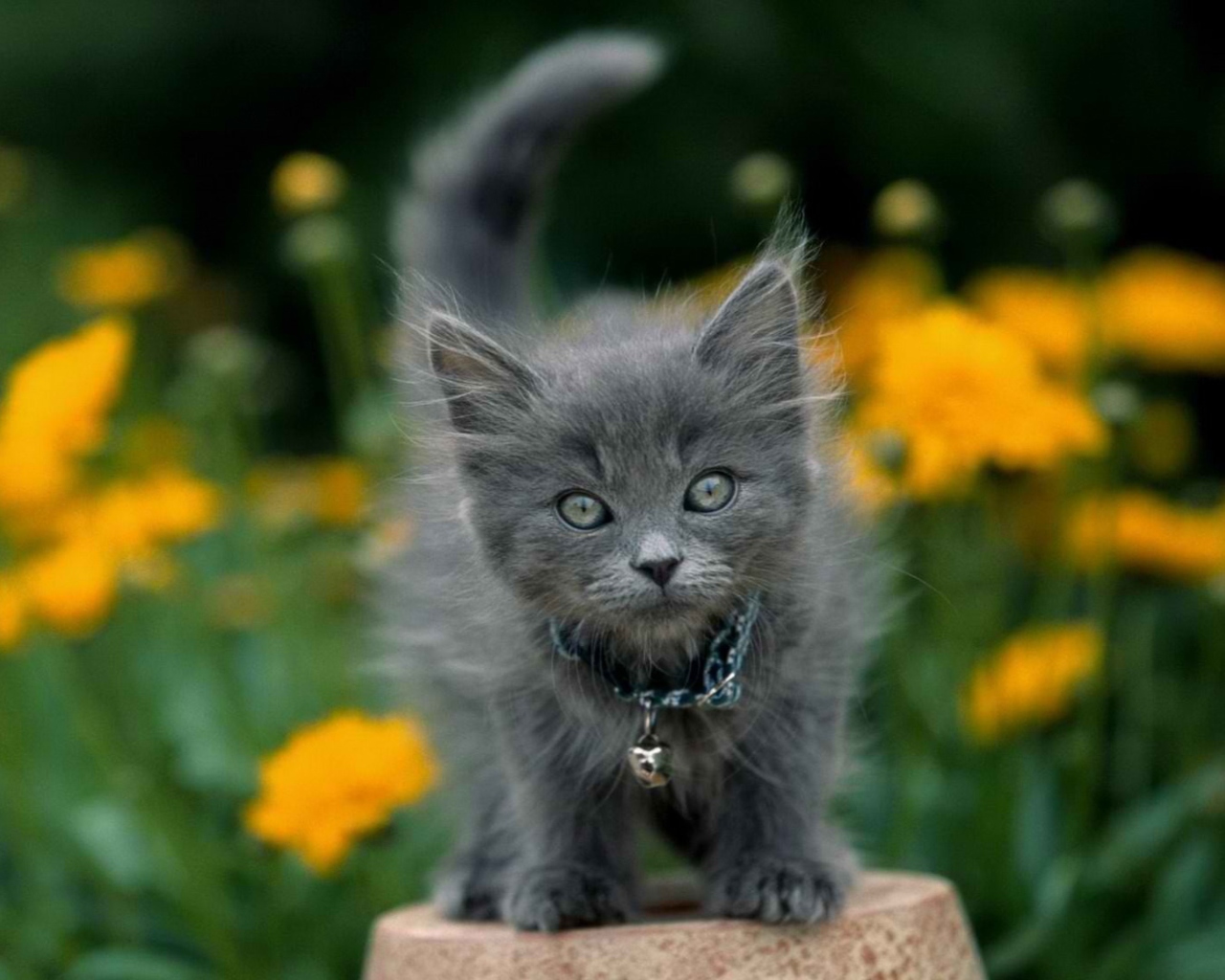 Das Little Blue Kitten With Necklace Wallpaper 1280x1024