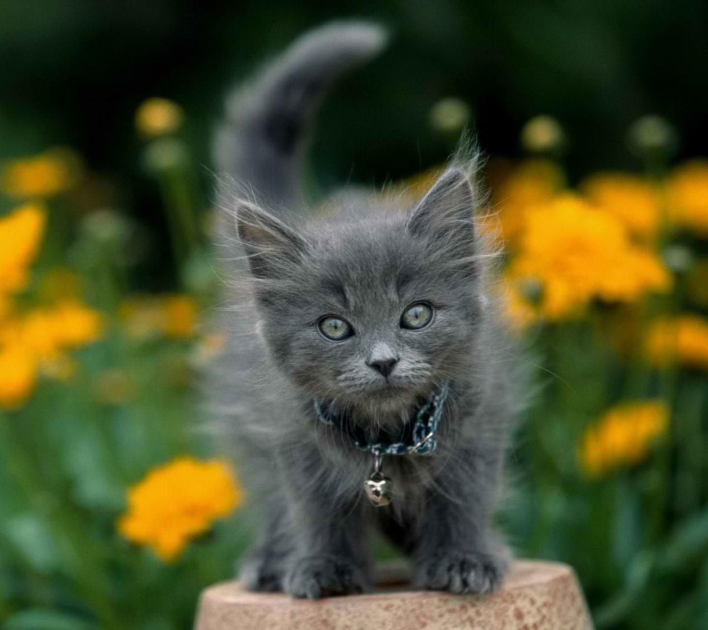 Fondo de pantalla Little Blue Kitten With Necklace 1440x1280