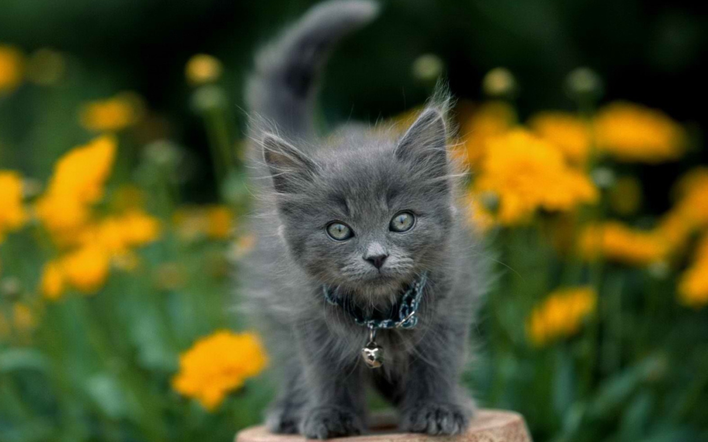 Fondo de pantalla Little Blue Kitten With Necklace 1440x900