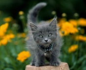 Sfondi Little Blue Kitten With Necklace 176x144