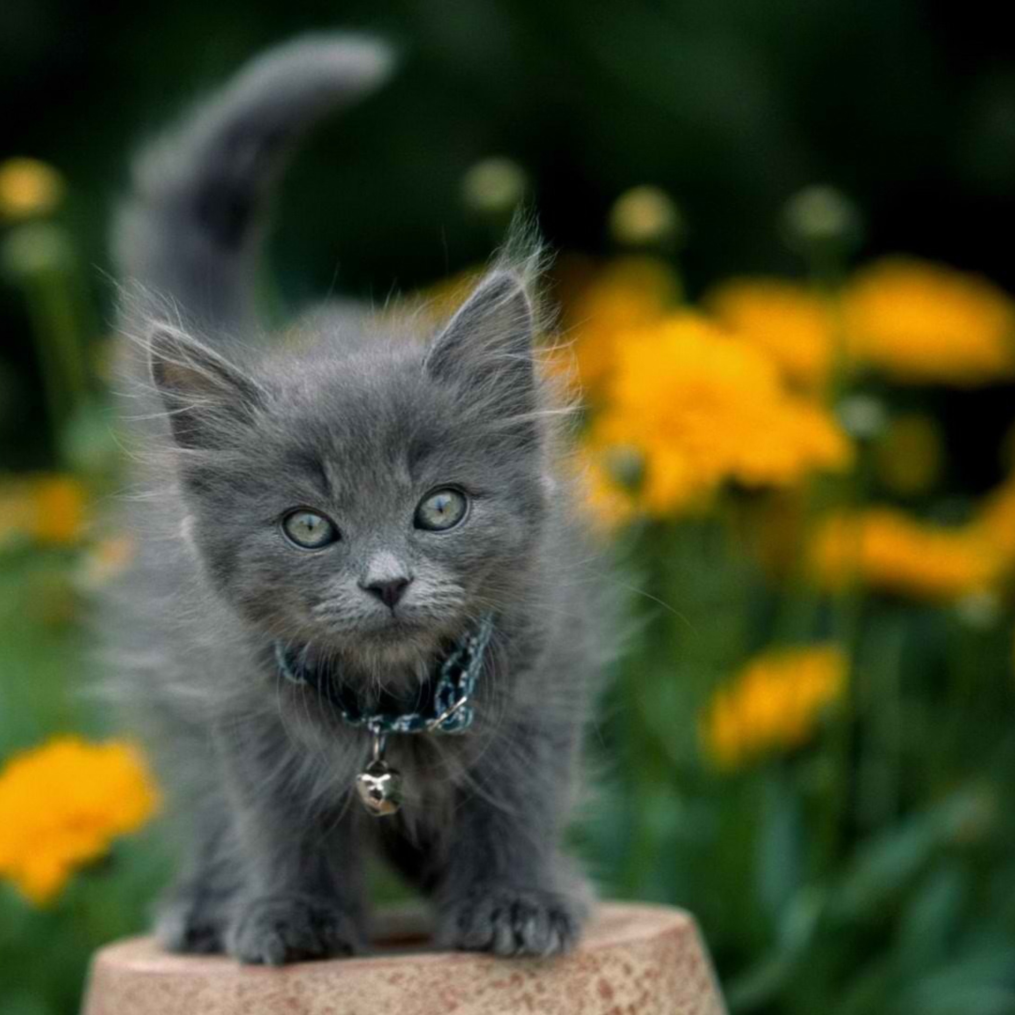 Sfondi Little Blue Kitten With Necklace 2048x2048