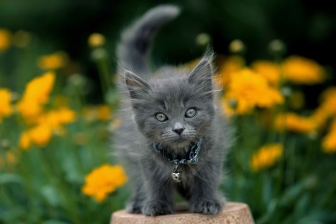 Fondo de pantalla Little Blue Kitten With Necklace 480x320