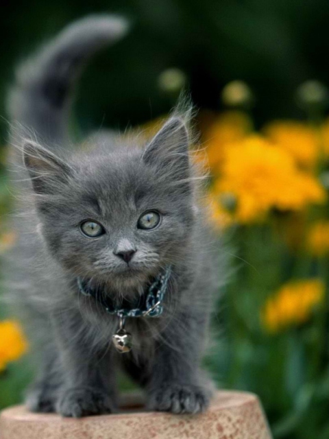 Little Blue Kitten With Necklace wallpaper 480x640