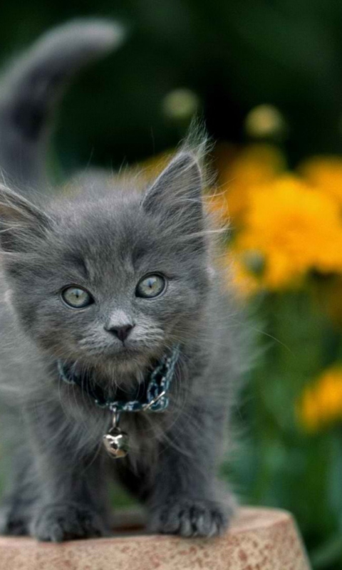 Little Blue Kitten With Necklace wallpaper 480x800