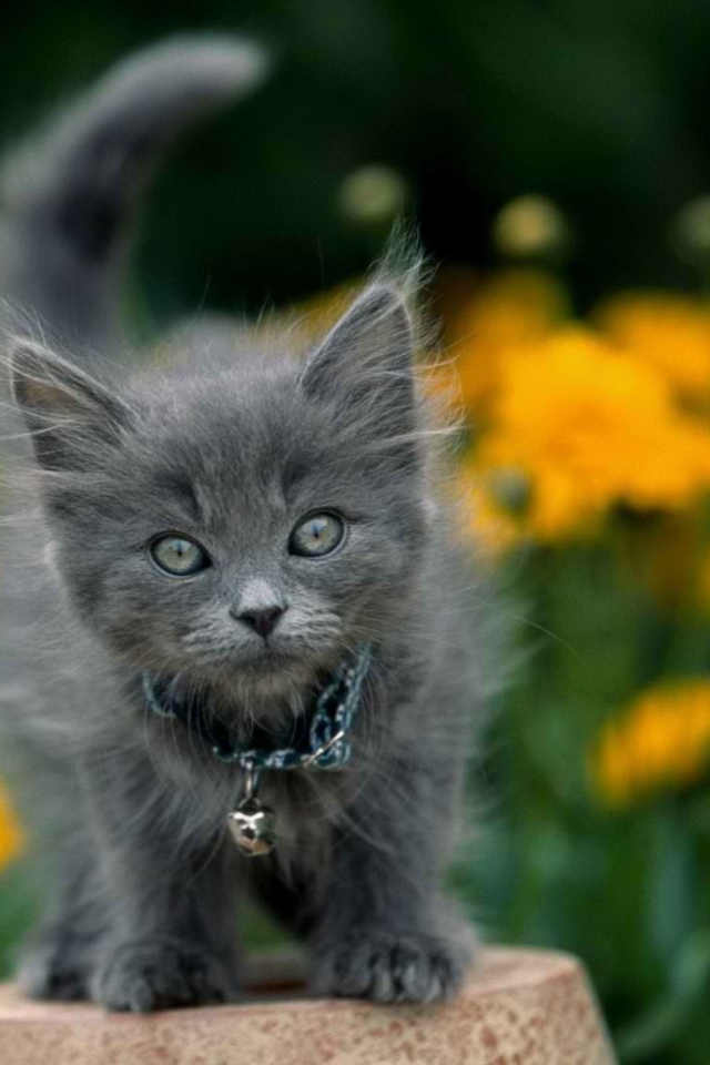 Little Blue Kitten With Necklace wallpaper 640x960