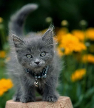 Little Blue Kitten With Necklace sfondi gratuiti per iPhone 6 Plus