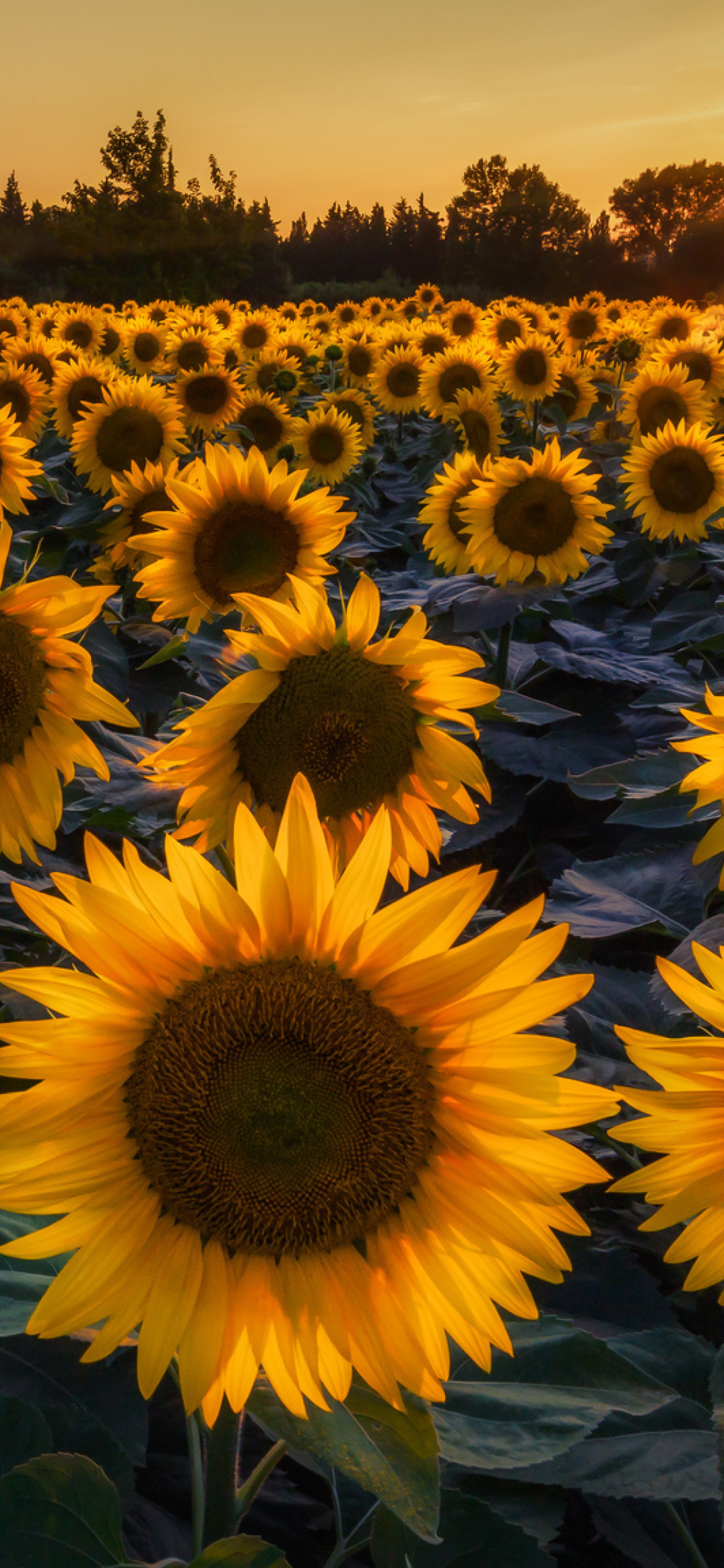 Prettiest Sunflower Fields wallpaper 1170x2532