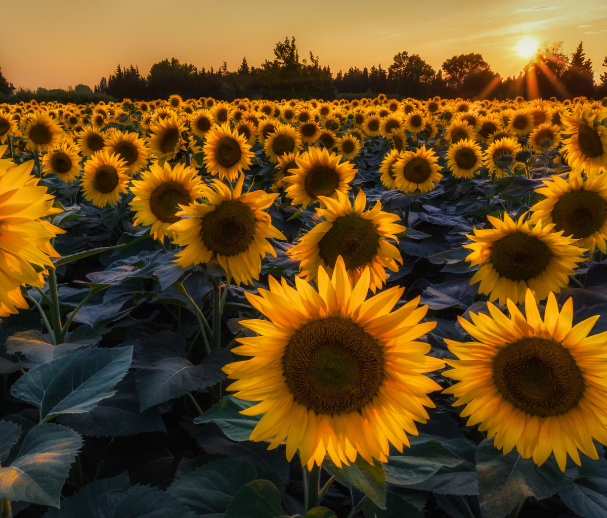 Screenshot №1 pro téma Prettiest Sunflower Fields 1200x1024