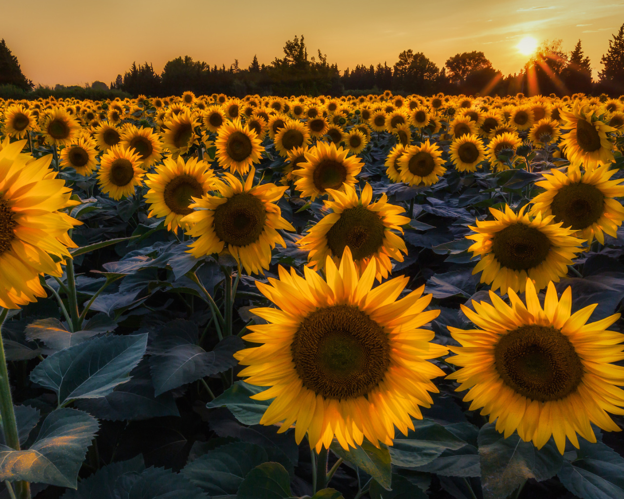 Prettiest Sunflower Fields wallpaper 1280x1024