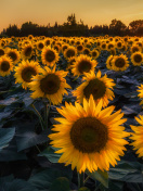 Fondo de pantalla Prettiest Sunflower Fields 132x176