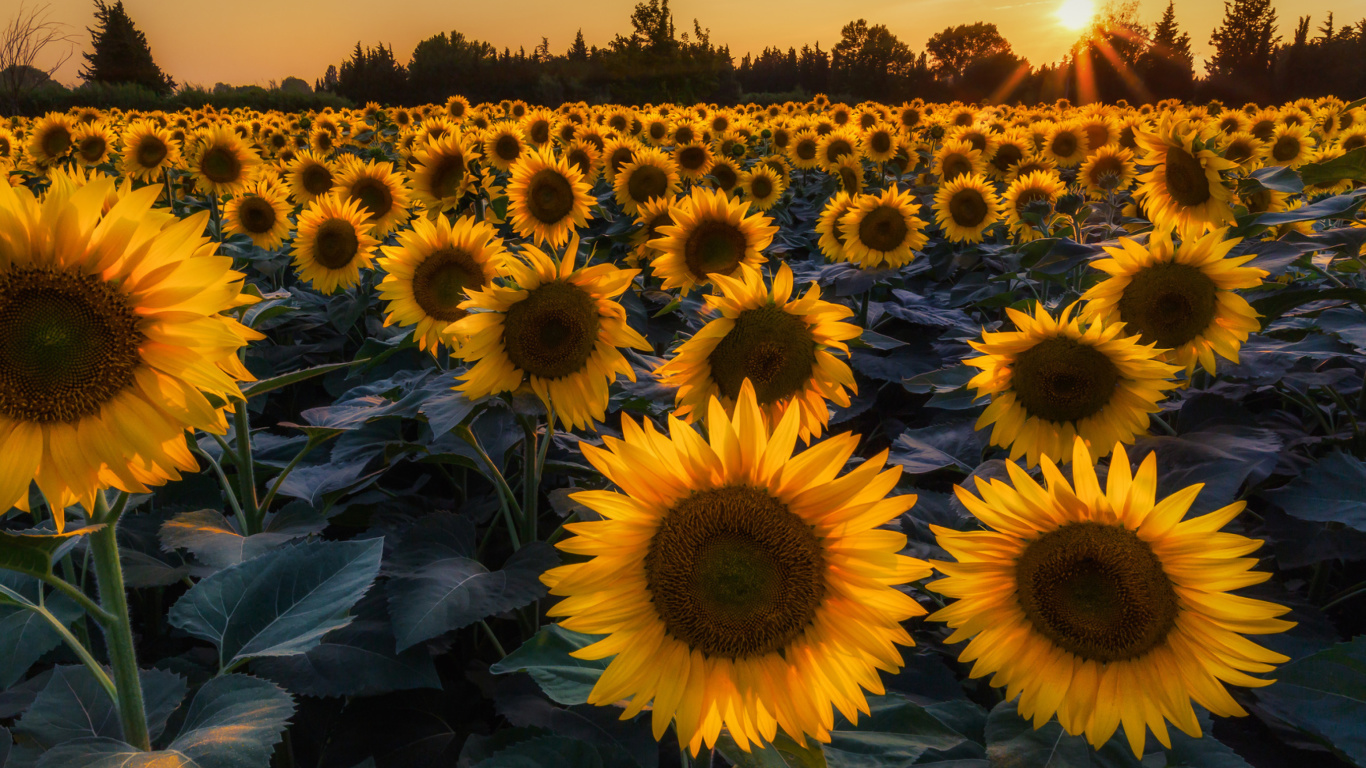 Prettiest Sunflower Fields wallpaper 1366x768