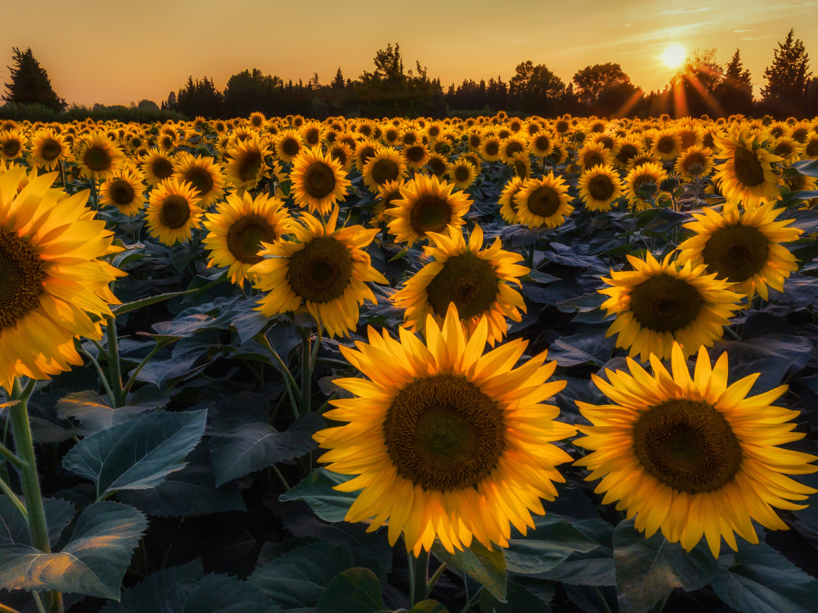 Das Prettiest Sunflower Fields Wallpaper 1600x1200