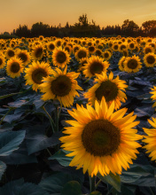 Sfondi Prettiest Sunflower Fields 176x220