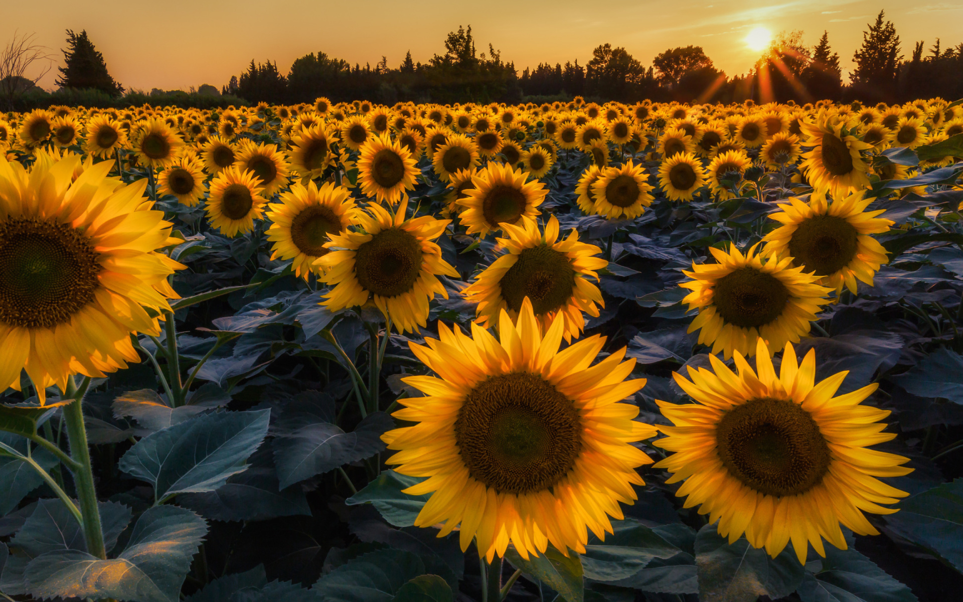 Sfondi Prettiest Sunflower Fields 1920x1200