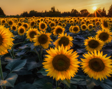 Prettiest Sunflower Fields wallpaper 220x176