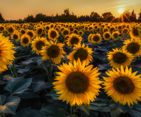 Das Prettiest Sunflower Fields Wallpaper 480x400