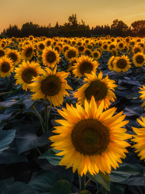 Das Prettiest Sunflower Fields Wallpaper 480x640