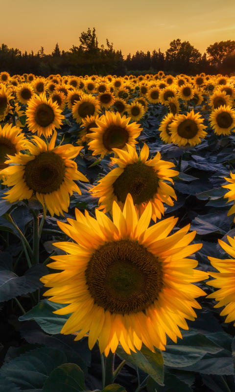 Обои Prettiest Sunflower Fields 480x800